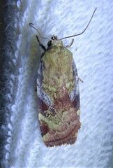 Cryptocala acadiensis