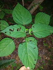 Collinsonia canadensis