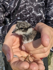 Charadrius semipalmatus