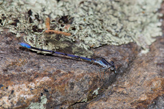 Argia hinei