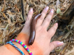 Rhinocricus parcus