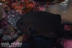 Pomacentrus brachialis