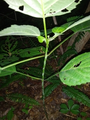 Collinsonia canadensis