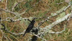 Knipolegus nigerrimus