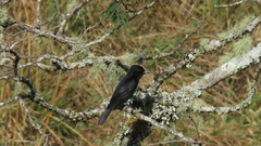 Knipolegus nigerrimus
