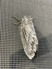 Gloveria arizonensis