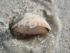 Emarginula striatula