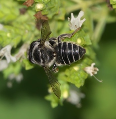 Megachile petulans