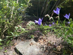 Platycodon