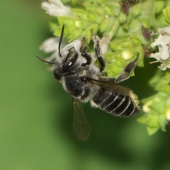 Megachile petulans