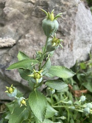 Platycodon
