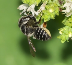 Megachile petulans