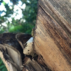 Galapaganus