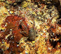 Galathea australiensis