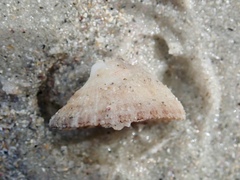 Emarginula striatula