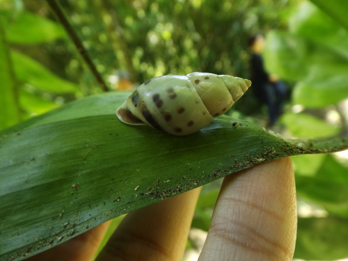 Banded Cone