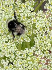 Bombus