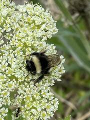 Bombus