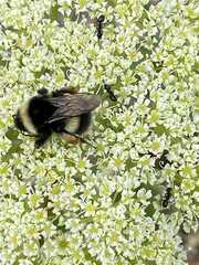 Bombus
