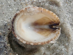 Emarginula striatula