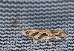 Aristotelia fungivorella