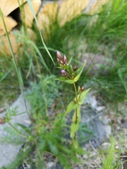 Gentianella amarella acuta
