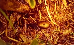 Powelliphanta