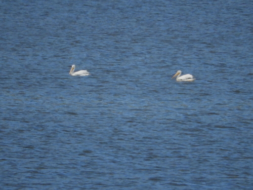 American White Pelican photographed in New Mexico