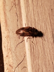 Stropenron hieroglyphica