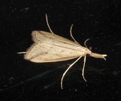 Donacaula longirostrallus