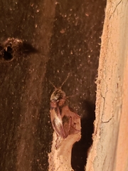 Stropenron hieroglyphica