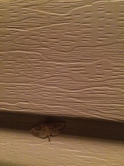 Herpetogramma thestealis