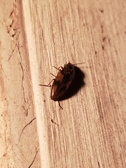 Stropenron hieroglyphica