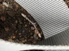 Stenoptilodes littoralis