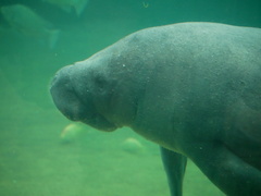 Trichechus