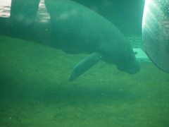 Trichechus