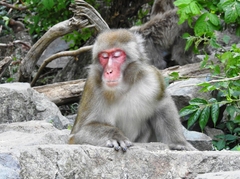 Macaca fuscata fuscata