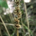Glomerate Sedge - Photo (c) Samuel Brinker, some rights reserved (CC BY-NC), uploaded by Samuel Brinker