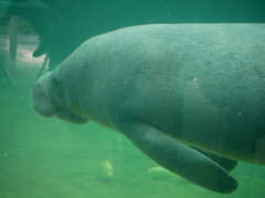 Trichechus