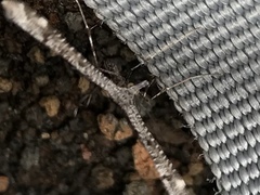 Stenoptilodes littoralis