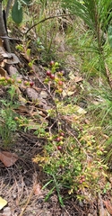 Vaccinium darrowii