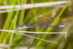 Argia hinei