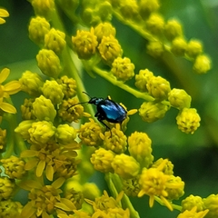 Lebia