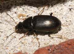Stenocrepis cuprea