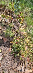 Vaccinium darrowii