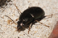 Stenocrepis cuprea