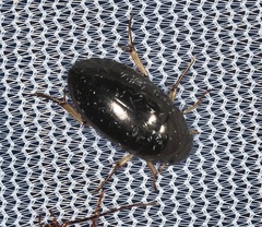 Tropisternus quadristriatus