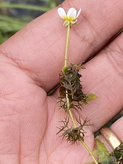 Ranunculus subrigidus