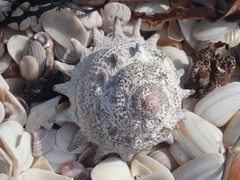 Astraea heliotropium
