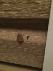 Oegoconia deauratella